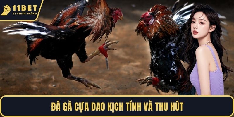 Đá gà cựa dao kịch tính và thu hút