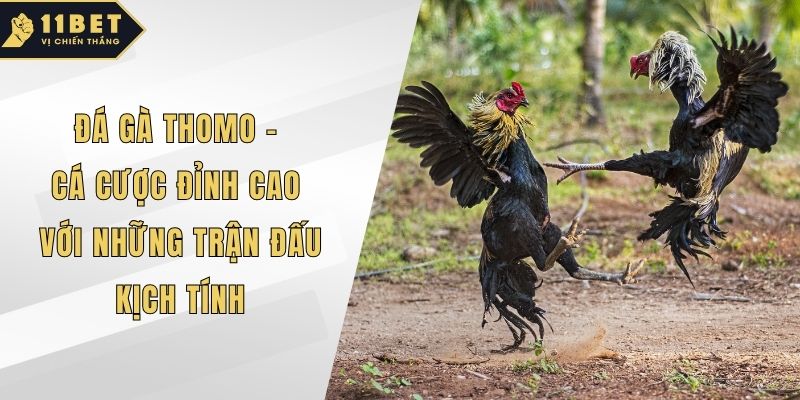 Đá gà Thomo
