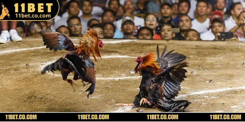 Điểm cần chú ý khi tham gia cá cược vào trận đấu của các chiến kê