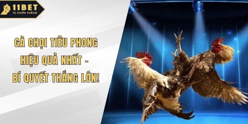 Gà chọi Tiêu Phong
