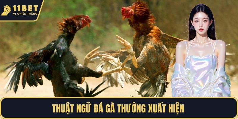 Thuật ngữ đá gà thường xuất hiện